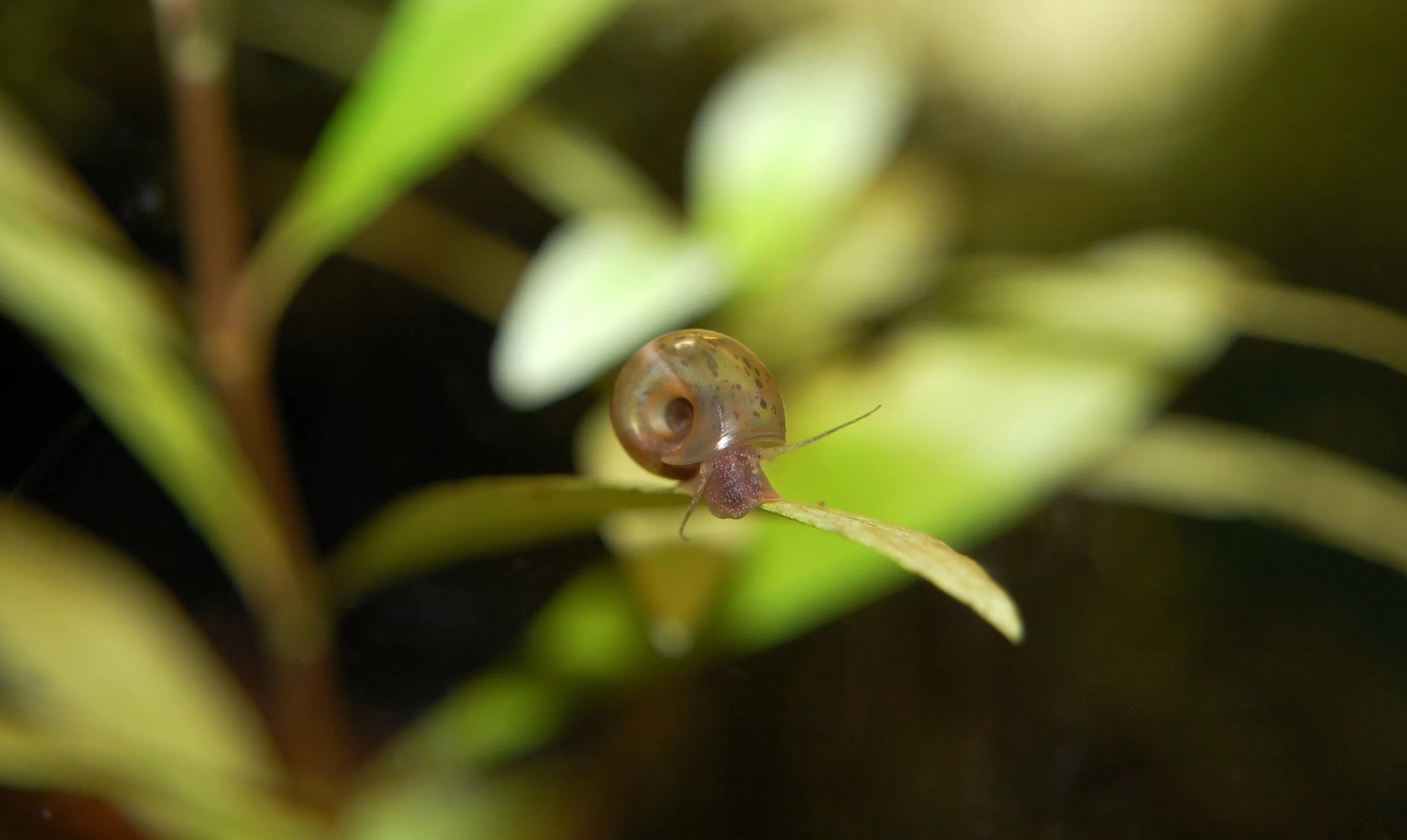 Ramshorn snails (Planorbarius corneus)