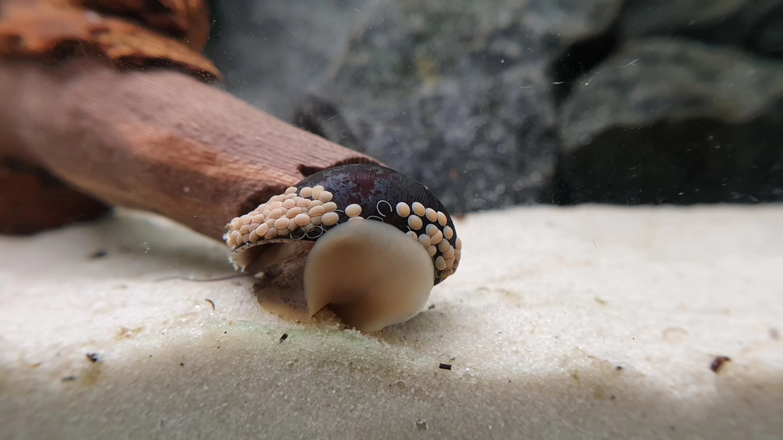 Nerite snails (Neritina)
