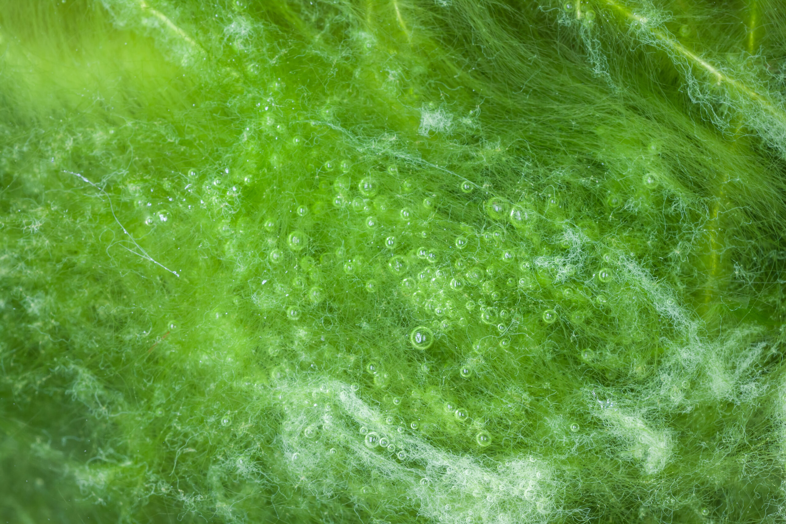 Green thread algae