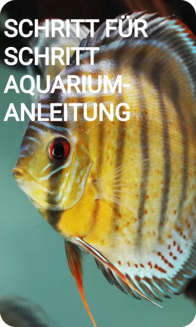 Aquarien-Anleitung